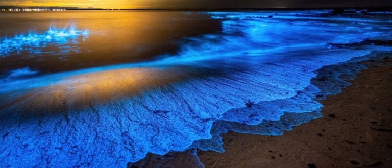 A Bioluminescent Beach Has Been Spotted In UAE