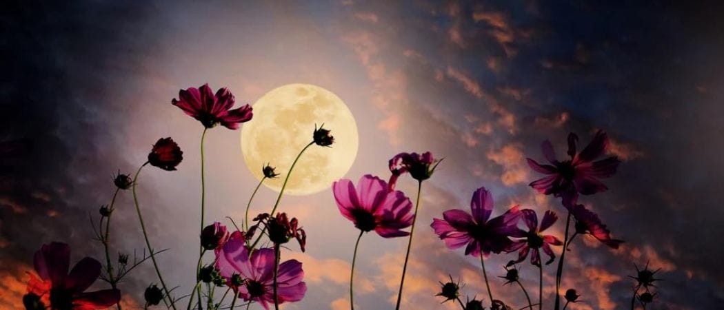 UAE To See 'Flower Moon' Happening In Less Than 10 Days