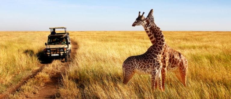 The Sharjah Safari Park Is Reopening This Month - Vist Over 50,000 Animals In One Place